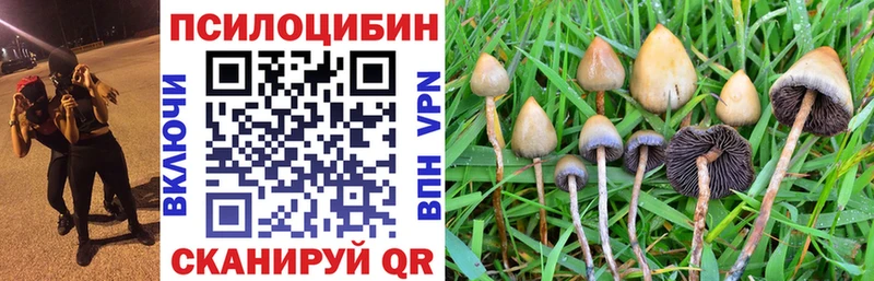 Псилоцибиновые грибы мицелий  Западная Двина 